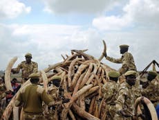 Kitili Mbathi: “anybody who has any ivory, you should be ashamed of yourself”