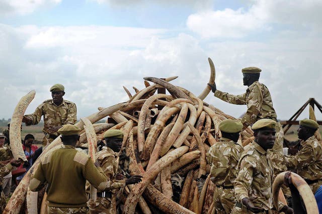 Kenya Wildlife Services (KWS) rangers pile up elephant ivory onto a pyre, at Nairobi's national park in preparation for a historic burning of tonnes of ivory, rhino-horn and other confiscated wildlife trophies. Kenya on 30 April 2016 will burn approximately 105 tonnes of confiscated ivory, almost all of the country's total stockpile