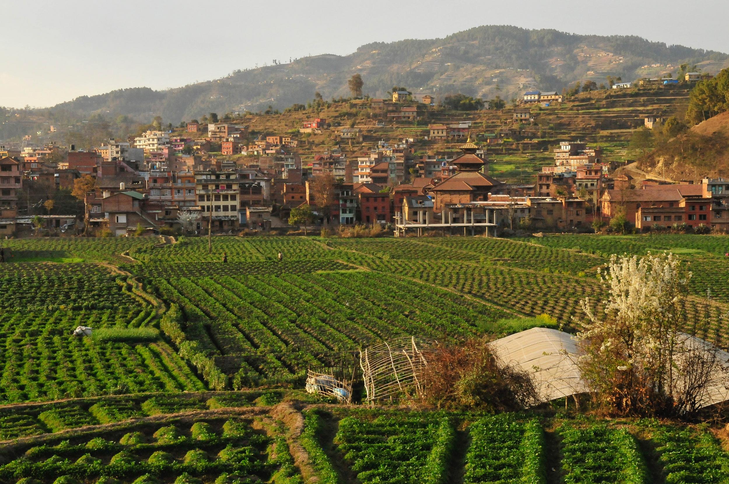 View of Panauti overlooking potato fields (Emma Thomson )