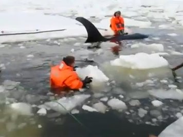 Three Killer Whales Rescued After Being Trapped In Russian Ice | The ...