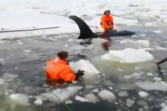 Three killer whales rescued after being trapped in Russian ice
