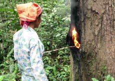 British film about murdered rainforest activist banned in Cambodia