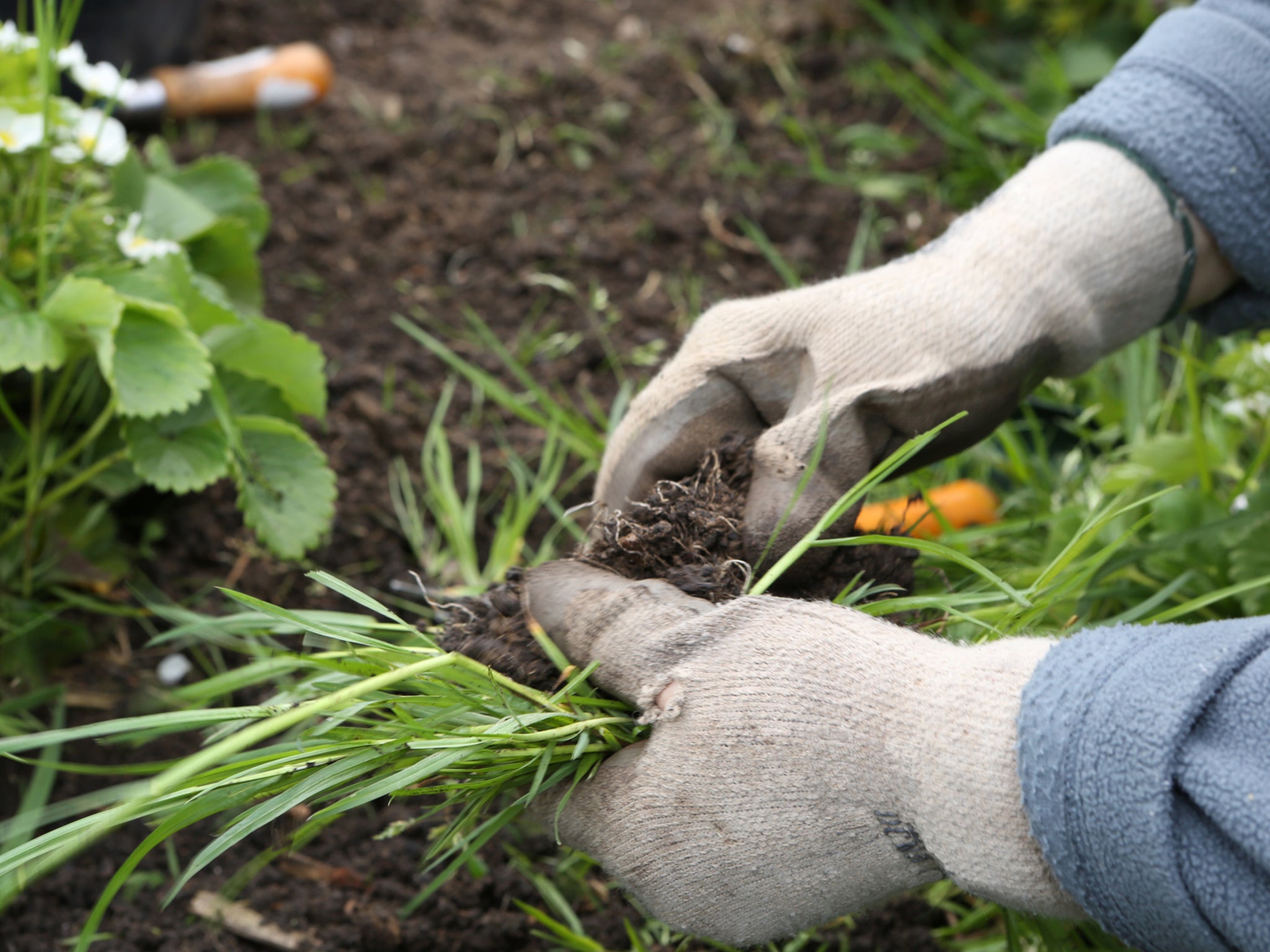 Gardening How To Wage The War On Weeds In Your Garden