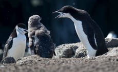 World Penguin Day: an Antarctic cruise that offers the chance to celebrate these brave birds