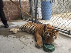 Tiger in Texas: Pet found wandering streets prompts appeal for owner