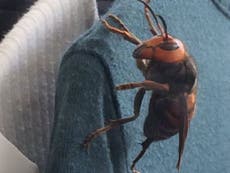 Giant hornet discovered in unsuspecting Japanese woman's wardrobe 