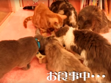 Cat café in Tokyo closed down due to 'unhygienic' conditions