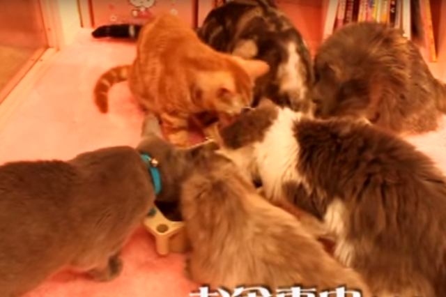 Feeding time at the Neko no Te cat cafe, which has been ordered to close