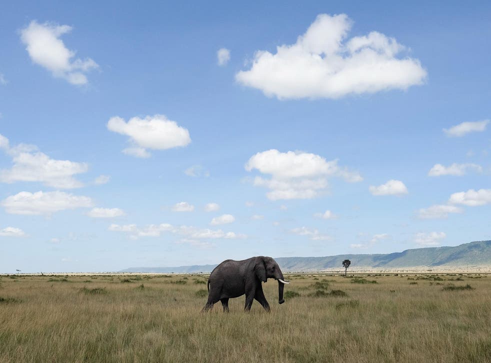 An elephant walks across the open plains of the Maasai Mara National Reserve on February 29, 2016 in Talek, Kenya.