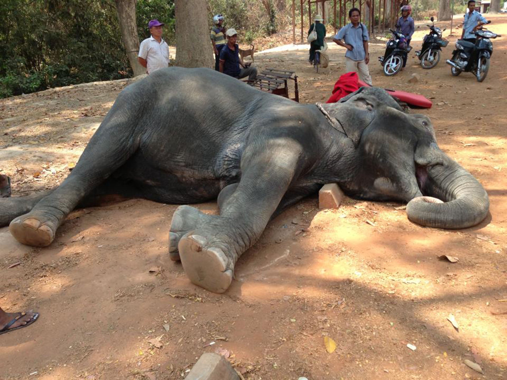 Sambo the elephant was thought to be between 40 and 45 years-old