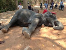 Elephant dies from exhaustion after decades carrying tourists to Cambodia's Angkor Wat