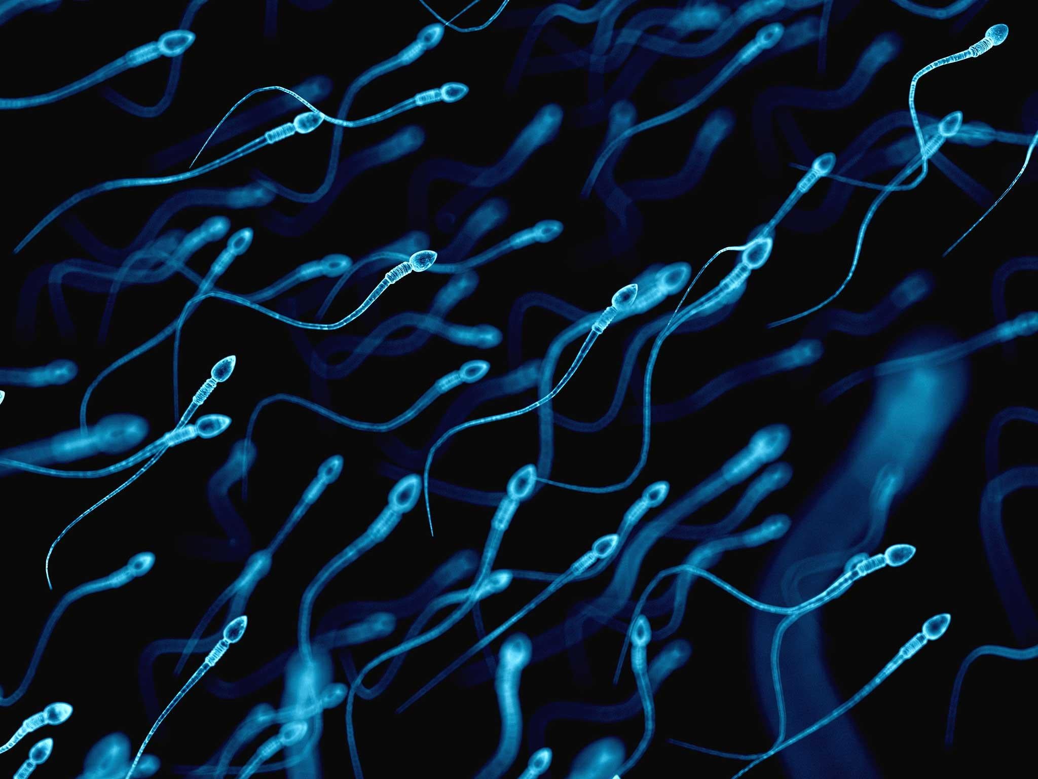 Sperm 1 