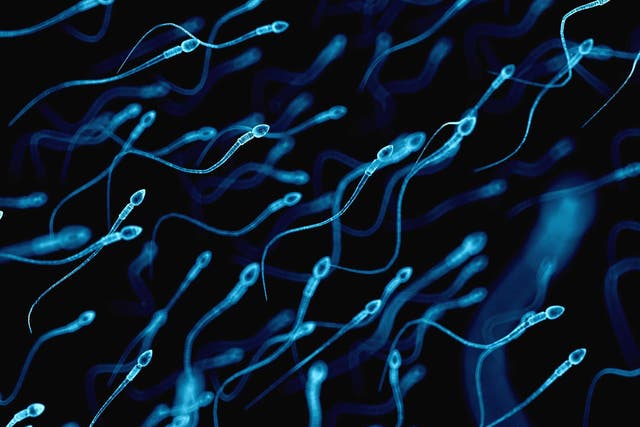 Medically accurate illustration of human sperm cells