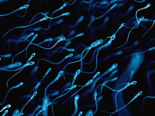 The new study shows it may be possible to fuse sperm with ordinary cells like skin or other tissue to produce babies
