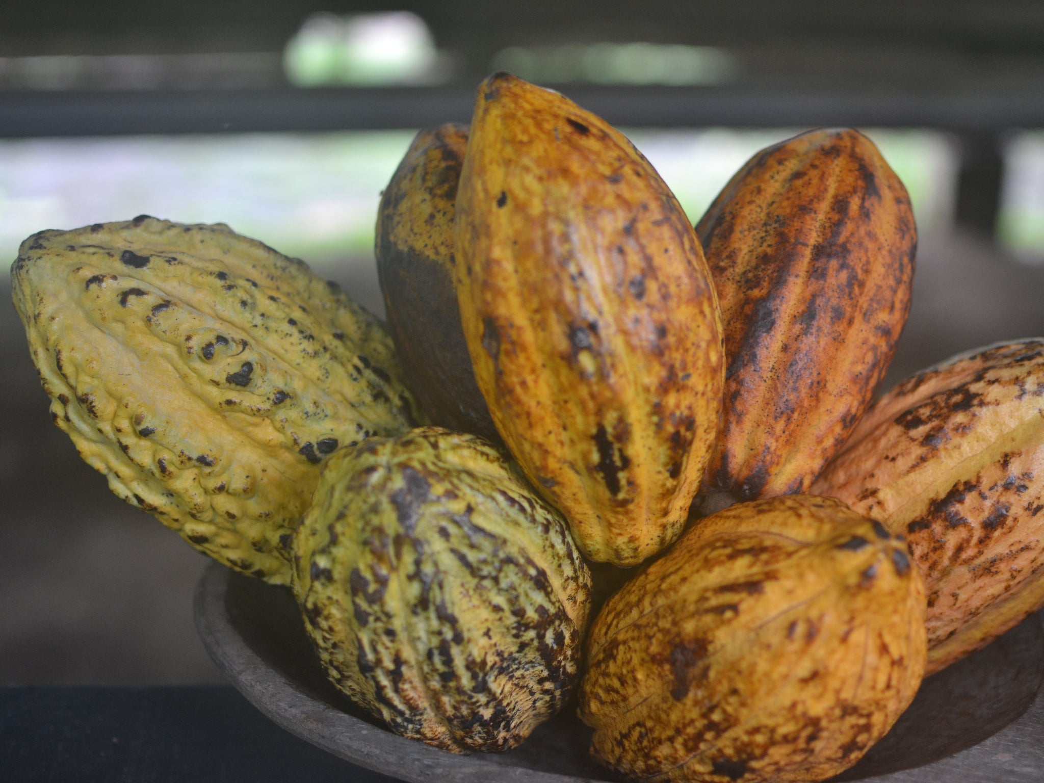 Ripe cacao