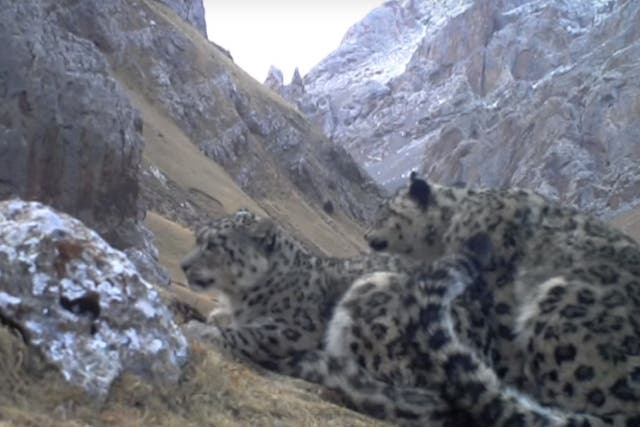 Snow leopard's are an endangered species, with only 5,000 left on the planet