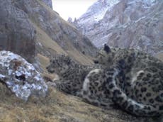 Snow leopards captured mating on camera for first time ever