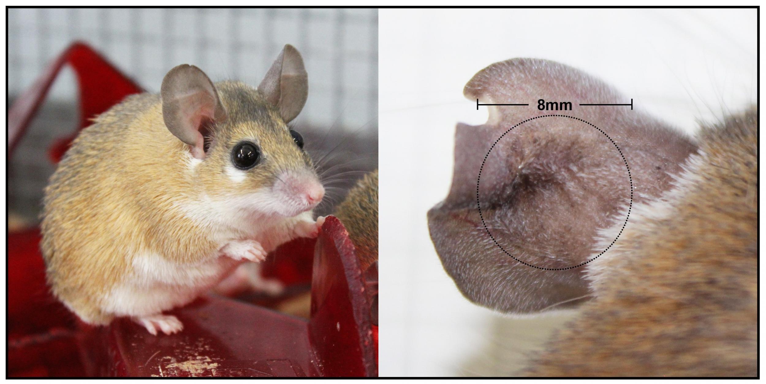 The spiny mouse can completely regenerate tissue to close four-millimetre holes in its ears