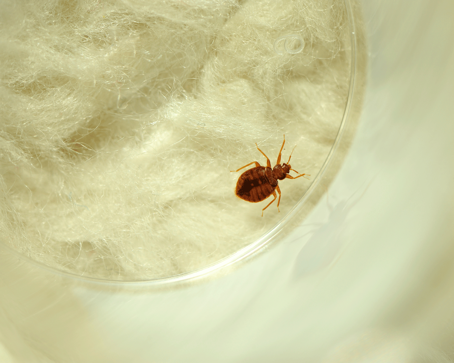 Bedbugs are about 5mm long and visible to the naked eye