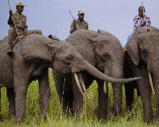 Elephant poachers kill three rangers at a wildlife park in the Democratic Republic of Congo