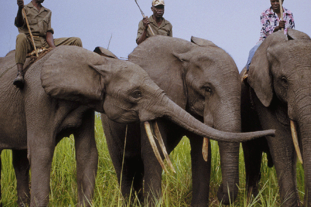 Elephants at Garamba National Park's elephant training school, Congo, DRC, Democratic Republic of the Congo