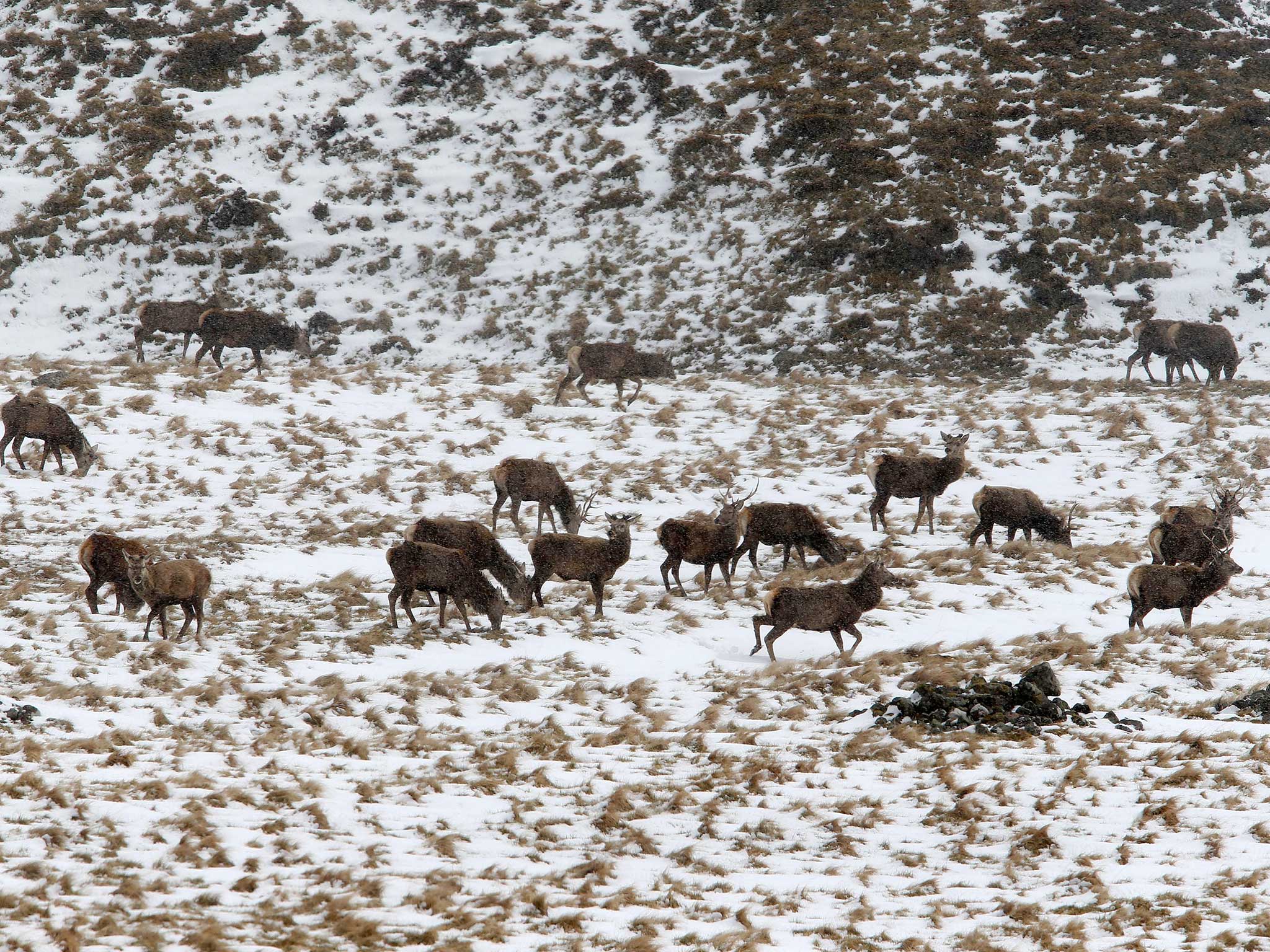 Deer make their way through the snow covered hills of Glenshee