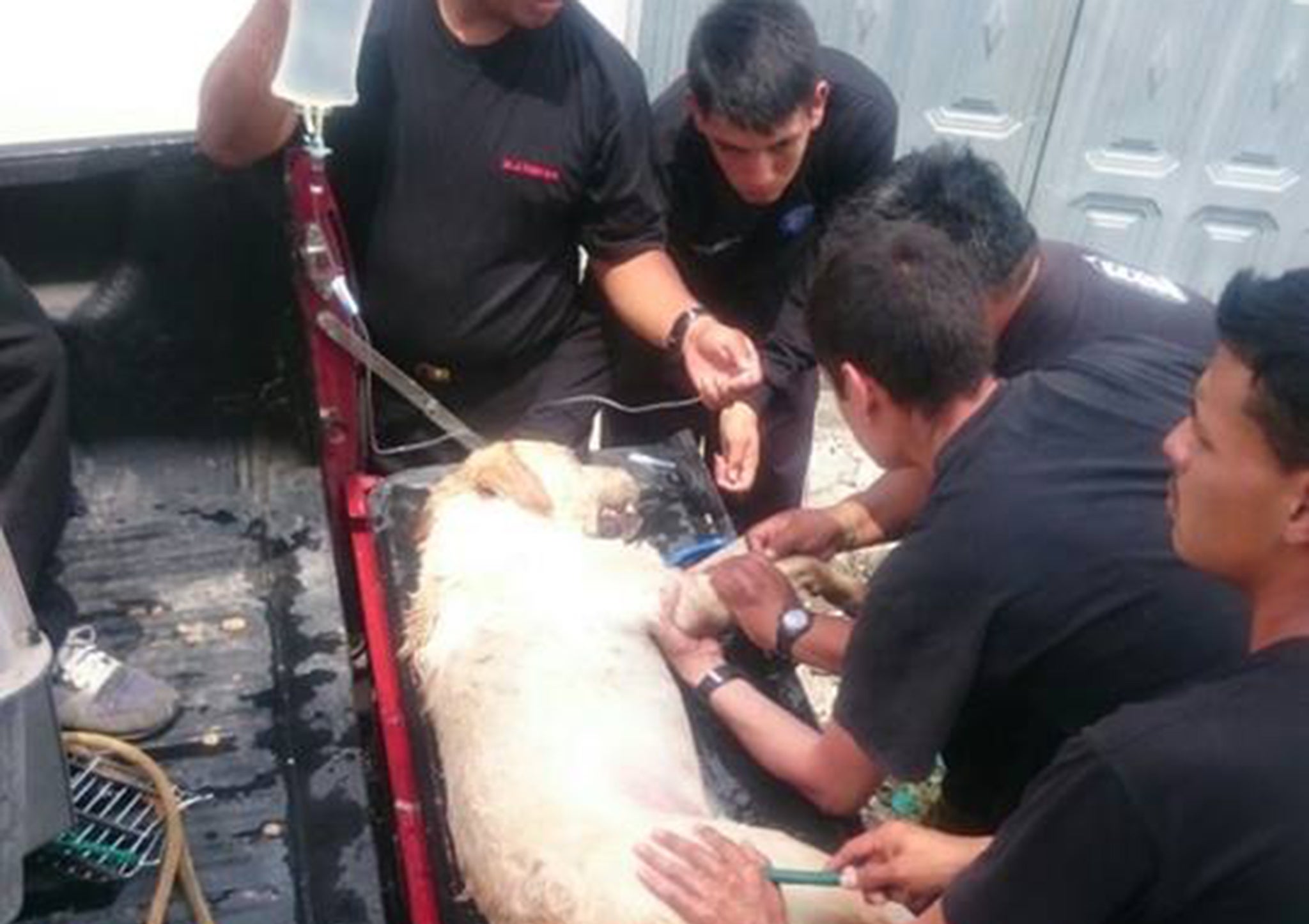 Dayko the Labrador retriever receiving emergency first aid after collapsing amid the rubble