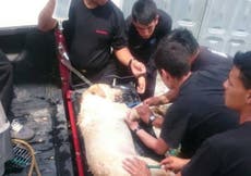 Read more

Dog dies from exhaustion after saving seven people under quake rubble