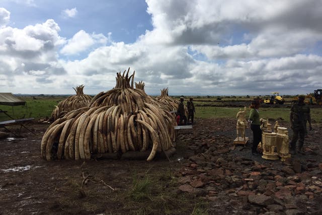 A pyre of ivory to be burned following the Giants Club Summit