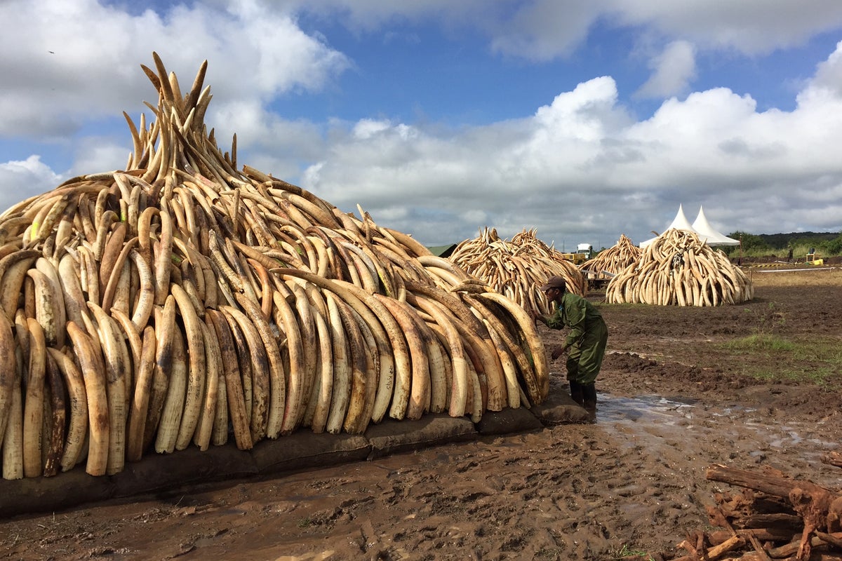 Kenya setting an example to the world with historic ivory burn | The ...