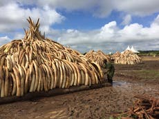 Read more

Giants Club summit: Time to end the ivory trade, says Kenyatta