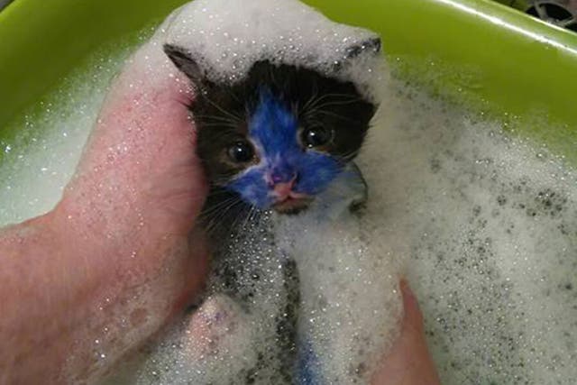 Rescuers named the kittens Smurf (pictured) and Shrek because of their colouring.