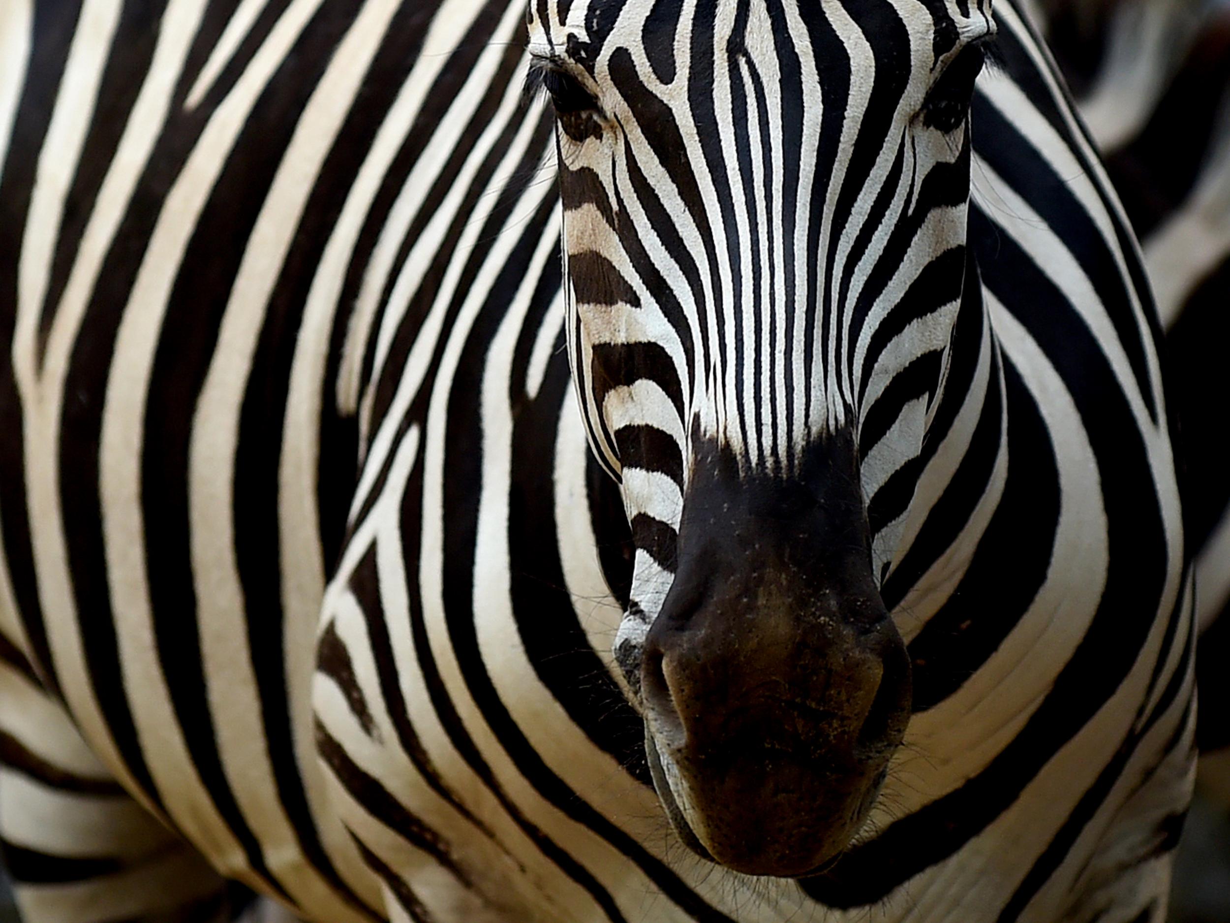 zebra