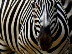 Norwegian zoo kills zebra and feeds it to tigers in view of visitors 