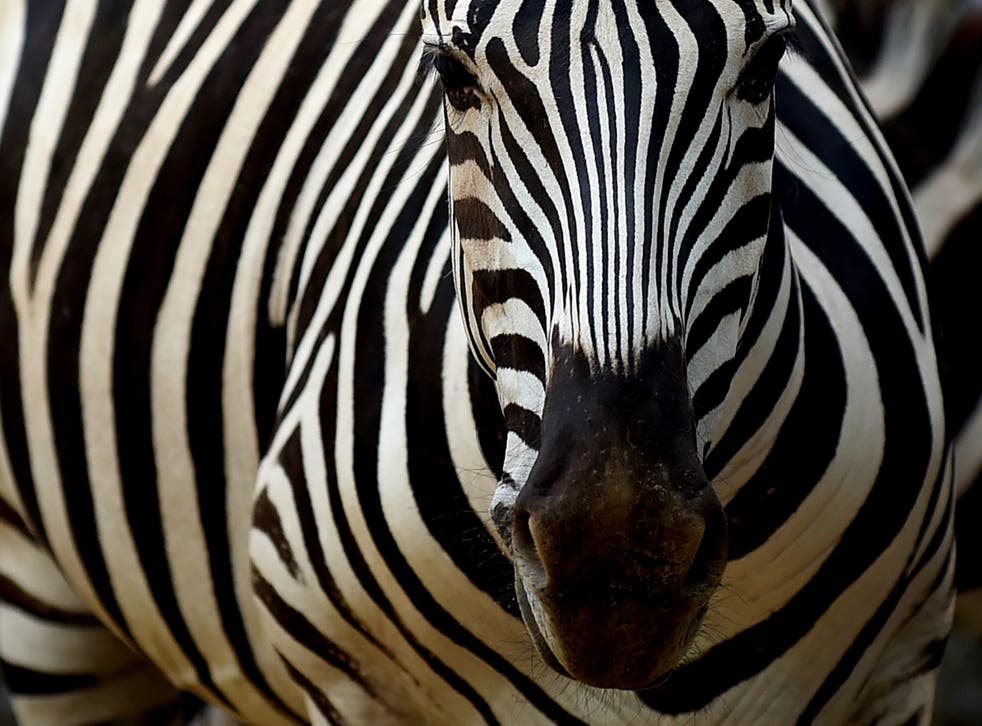 Outrage erupted after a parent visiting the zoo took a picture of the slaughtered zebra and posted it to Facebook