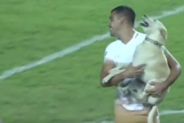 The dog licks pumas defender Gerardo Alcoba on the face as he is carried off