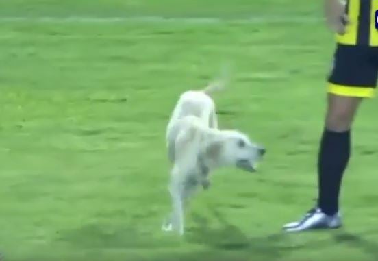 The dog ran interrupted a Copa Libertadores match between Deportivo Tachira and Pumas