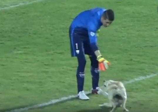 Pumas goalkeeper Alejandro Palacios unsuccessfully tries to catch the dog