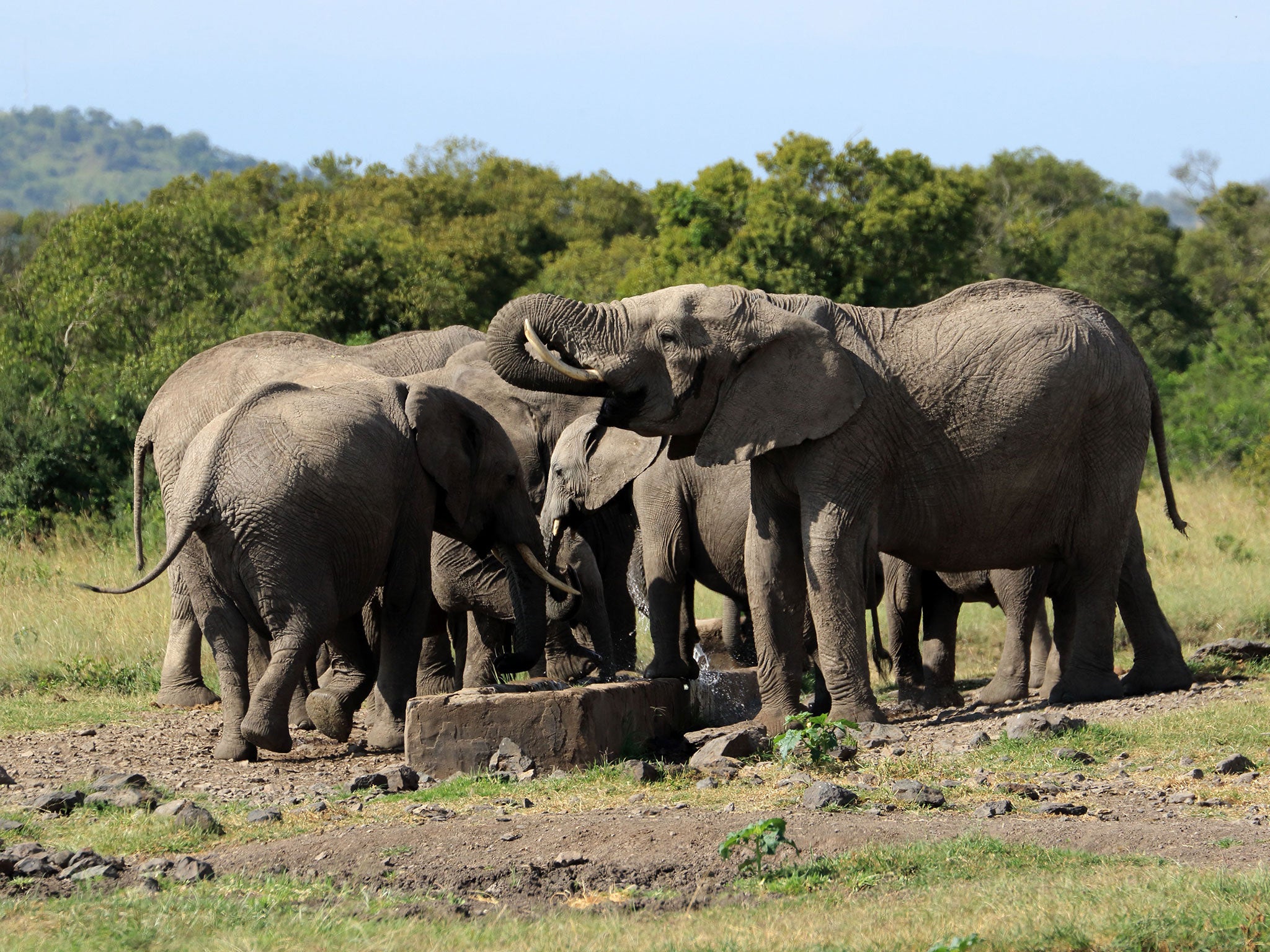 Elephants at a waterhole in Ol Pejeta Conservancy in Kenya. The country is stepping up efforts to reduce poaching and eradicate the illegal ivory trade