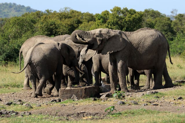 Elephants at a waterhole in Ol Pejeta Conservancy in Kenya. The country is stepping up efforts to reduce poaching and eradicate the illegal ivory trade
