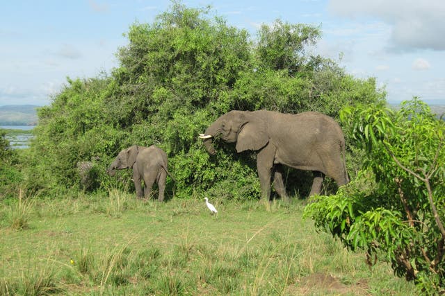 An elephant in Murchison Falls national park, Uganda, where Paul Ssali was chief warden