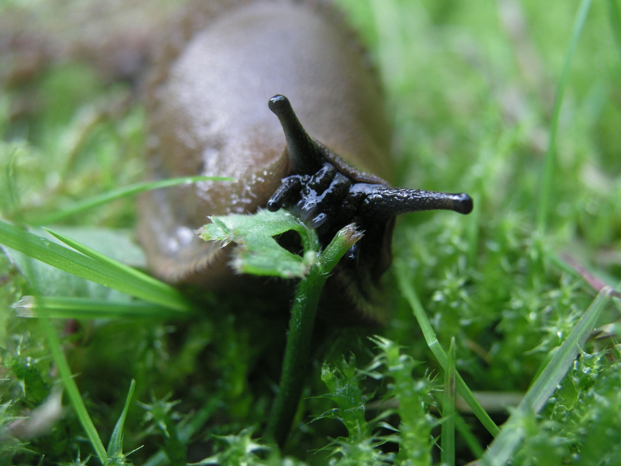 Slug it out: try natural pesticide alternatives or encourage hedgehogs or frogs into the garden (Hakan Svensson)