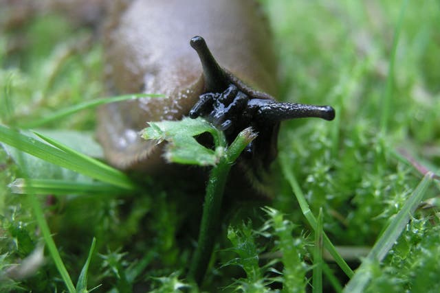 'This spring, the risk is high that we will face serious slug infestations'