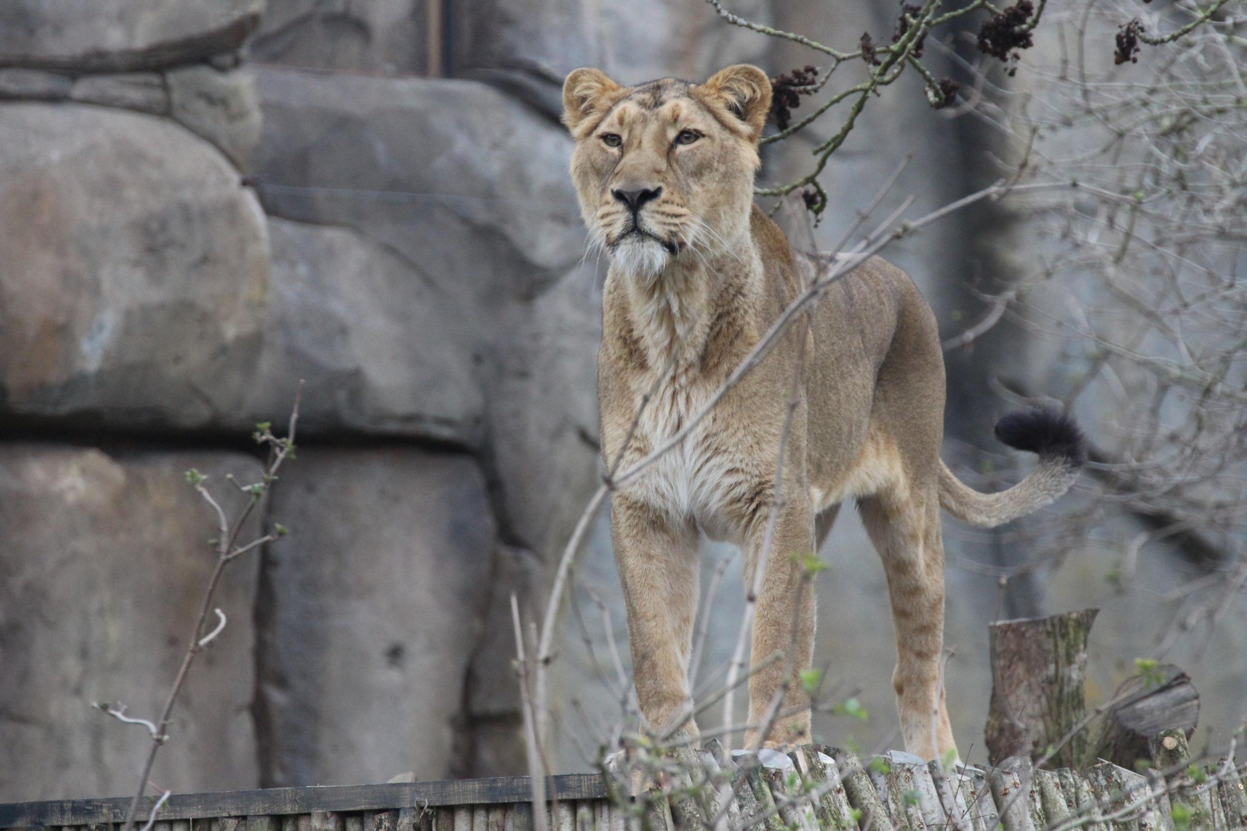 Asiatic lioness at London Zoo