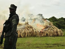 Kenya stages largest ivory burn in history in call to end illegal wildlife trade