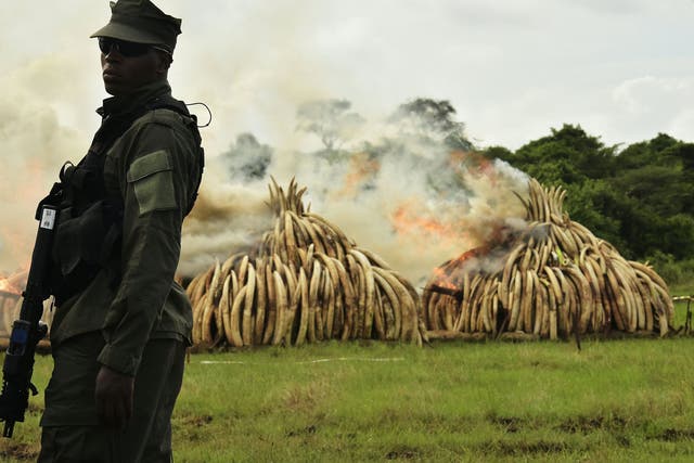 A ranger stands in front of burning ivory stacks at the Nairobi National Park on April 30, 2016.