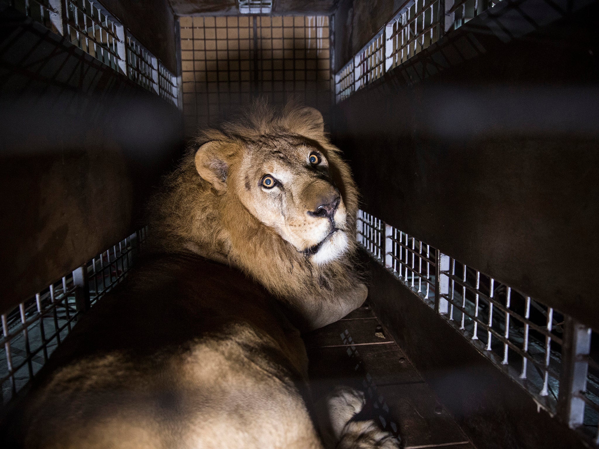 A crate carrying one of 33 lions rescued from circuses in Peru and Colombia