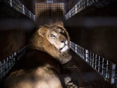 Circus lions start new life at South African sanctuary after being freed
