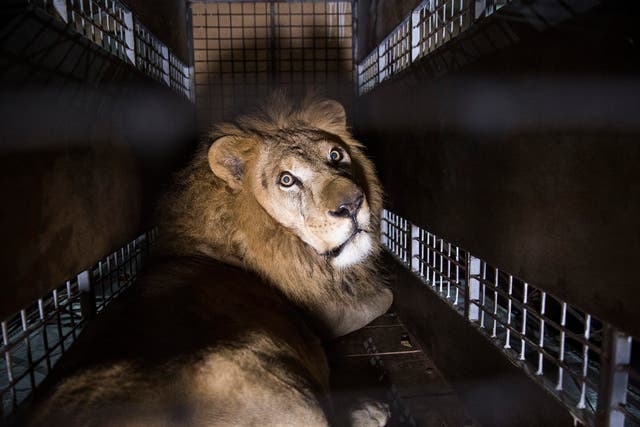 A crate carrying one of 33 lions rescued from circuses in Peru and Colombia