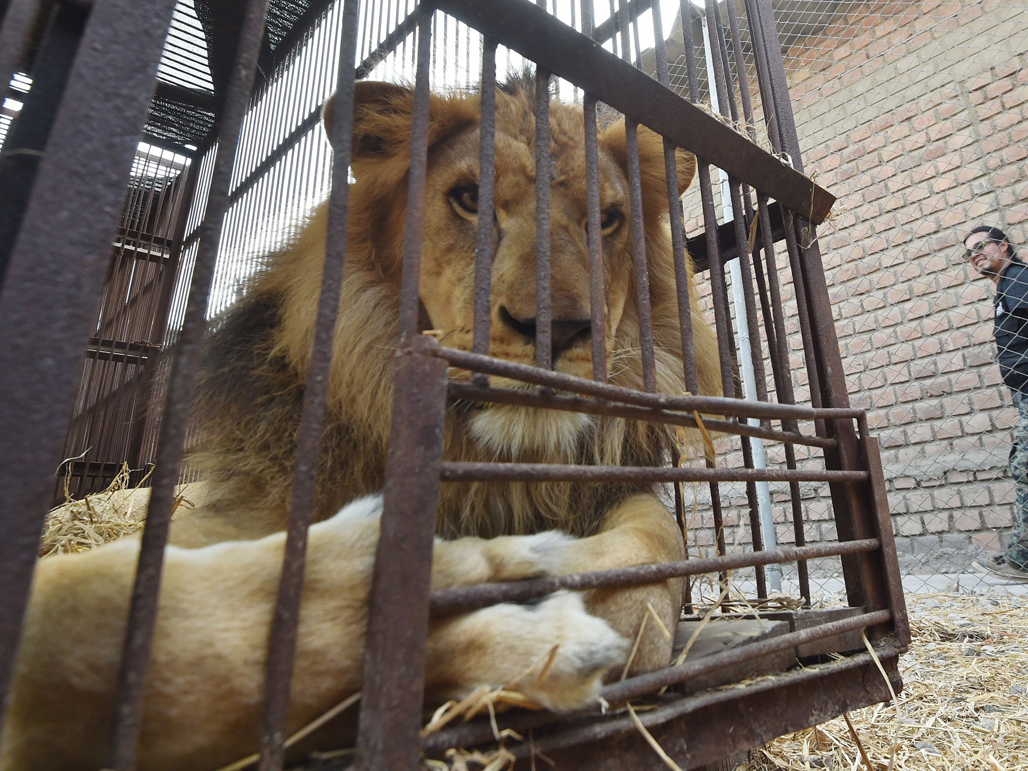 Lions of Lockdown' rescued from French circus freed in South